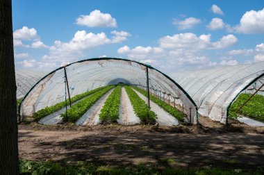Hollanda 'da plastik film ve tarımla kaplı açık sera inşaatlarında yetişen çiçek açan çilek bitkileri.
