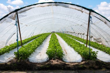 Hollanda 'da plastik film ve tarımla kaplı açık sera inşaatlarında yetişen çiçek açan çilek bitkileri.