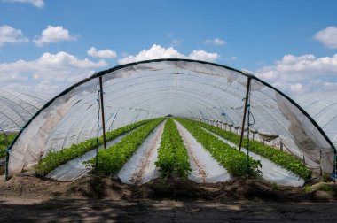 Hollanda 'da plastik film ve tarımla kaplı açık sera inşaatlarında yetişen çiçek açan çilek bitkileri.