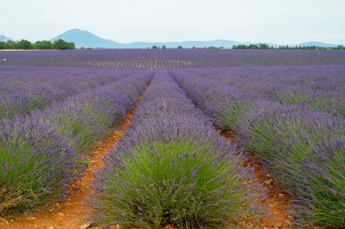 Fransa 'nın güneyinde turistik bir yer, Temmuzda Valensole, Provence platosunda çiçek açan renkli lavanta ve lavanta tarlaları..