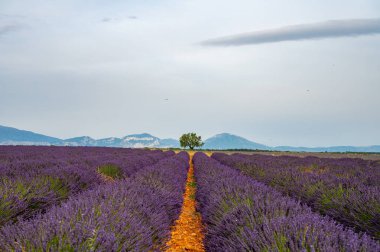 Fransa 'nın güneyinde turistik bir yer, Temmuzda Valensole, Provence platosunda çiçek açan renkli lavanta ve lavanta tarlaları..