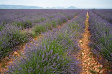Fransa 'nın güneyinde turistik bir yer, Temmuzda Valensole, Provence platosunda çiçek açan renkli lavanta ve lavanta tarlaları..