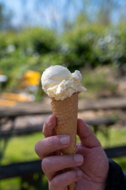 Hollanda, Zeeland 'deki arıcılık çiftliğinde ev yapımı ballı dondurma yemek.