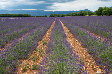 Fransa 'nın güneyinde turistik bir yer, Temmuzda Valensole, Provence platosunda çiçek açan renkli lavanta ve lavanta tarlaları..