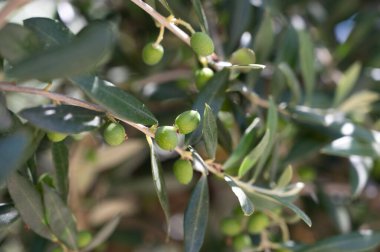 Yaz mevsiminde zeytin ağacında sallanan yeşil zeytinler.