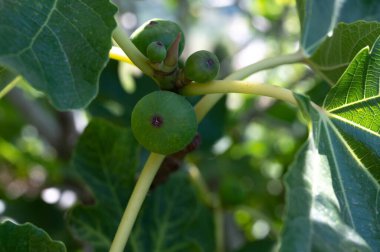 İncir ağacında yetişen yeşil organik incirler.