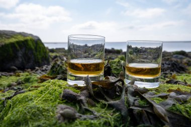 Malt ya da karışık viski tatmak ve deniz yatağında algler, taşlar ve istiridyelerle arka planda, İskoçya, İngiltere 'de özel viski damıtma turları yapmak.