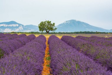 Fransa 'nın güneyinde turistik bir yer, Temmuzda Valensole, Provence platosunda çiçek açan renkli lavanta ve lavanta tarlaları..