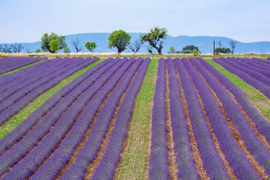 Fransa 'nın güneyinde turistik bir yer, Temmuzda Valensole, Provence platosunda çiçek açan renkli lavanta ve lavanta tarlaları..