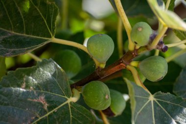 İncir ağacında yetişen yeşil organik incirler.