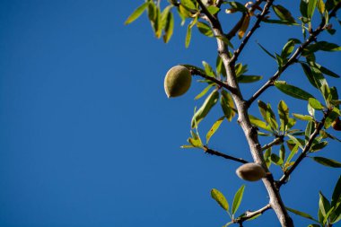 Yazın ağaçta olgunlaşan yeşil badem fındıkları, Provence, Fransa 'da badem fındığı ekimi