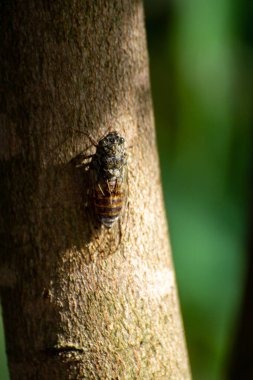 Provence sembolü, yetişkin ağustos böceği ağaçta oturur.