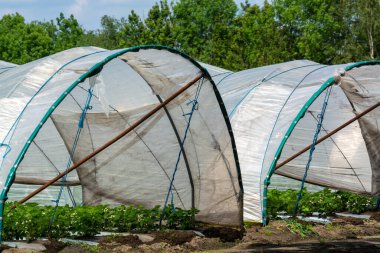 Hollanda 'da plastik film ve tarımla kaplı açık sera inşaatlarında yetişen çiçek açan çilek bitkileri.