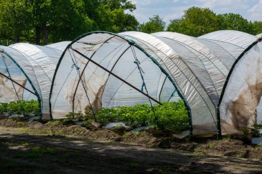 Hollanda 'da plastik film ve tarımla kaplı açık sera inşaatlarında yetişen çiçek açan çilek bitkileri.