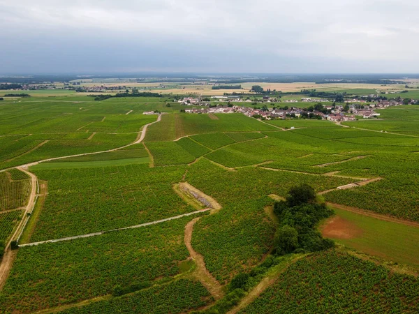 Aerian View Green Grand Cru Premier Cru Vineyards Rows Pinot — Stock Photo, Image