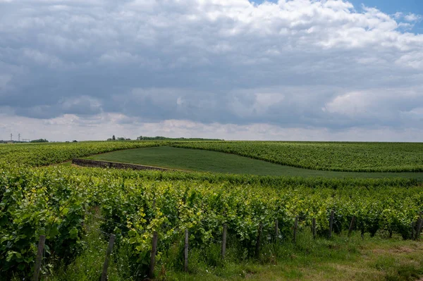 Cote Nuits Deki Pinot Noir Üzüm Bitkileriyle Birlikte Yeşil Büyük — Stok fotoğraf