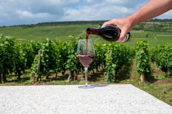 Сомелье или официант наливает бордовое красное вино из виноградников Grand Cru pinot noir, бокал вина и вид на зеленые виноградники в Бургундии Кот-де-Нуитс винный регион, Франция летом