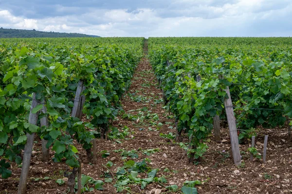 Grão Cru Verde Vinhedos Cru Premier Com Fileiras Plantas Uvas — Fotografia de Stock