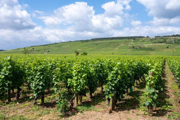 Groene Grand Cru Premier Cru Wijngaarden Met Rijen Pinot Noir — Stockfoto