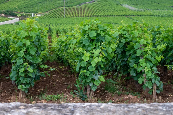 Green Grand Cru Premier Cru Vineyards Rows Pinot Noir Grapes — Stock Photo, Image