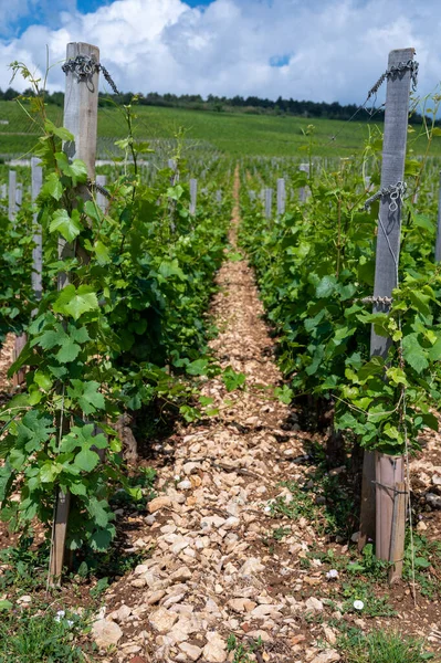 Grão Cru Verde Vinhedos Cru Premier Com Fileiras Plantas Uvas — Fotografia de Stock