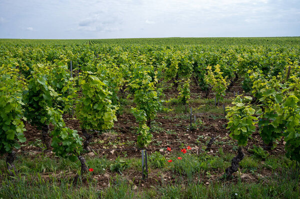 Зеленые гран-кру и первоклассные виноградники кру с рядами винограда пино нуар в Кот-де-Жанейро, производство знаменитого красного и белого вина Бургунди в регионе Бургунди на востоке Франции.