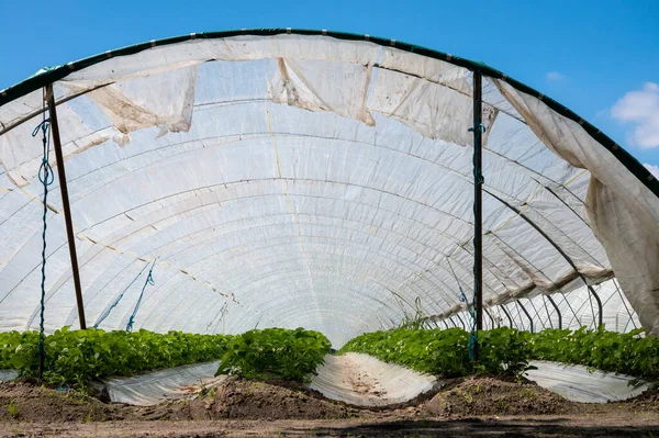 Plantations Fraisiers Fleurs Poussant Dans Des Serres Ouvertes Recouvertes Film — Photo