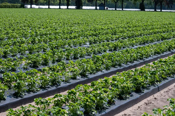 Plantações Plantas Jovens Morango Crescendo Livre Solo Coberto Com Filme — Fotografia de Stock