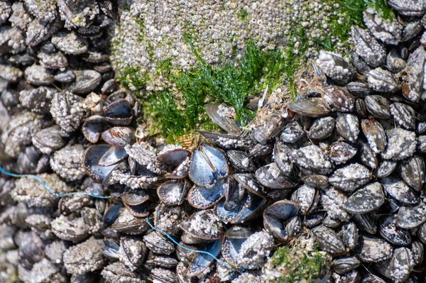 ザウトランド ゼーラント州 オランダの干潮時に木製の棒に成長する生きたムール貝貝のグループ — ストック写真