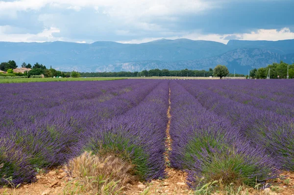 Destino Turístico Sul França Lavanda Aromática Colorida Campos Lavanda Flor — Fotografia de Stock