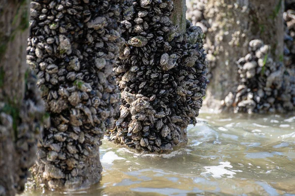荷兰泽兰Zoutelande 一群活贻贝在低潮时生长在木杆子上的贝类 — 图库照片