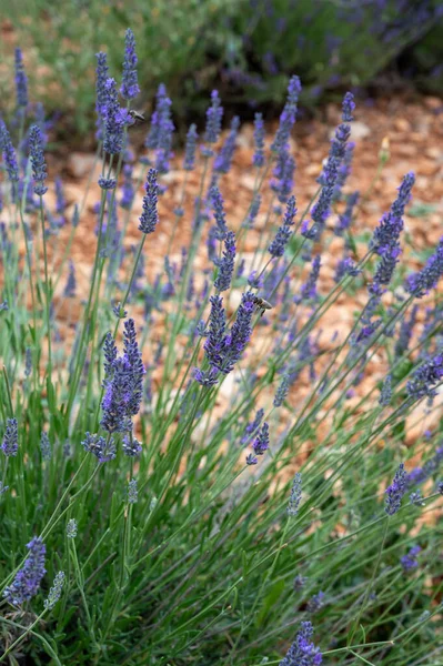 Destino Turístico Sul França Lavanda Aromática Colorida Campos Lavanda Flor — Fotografia de Stock