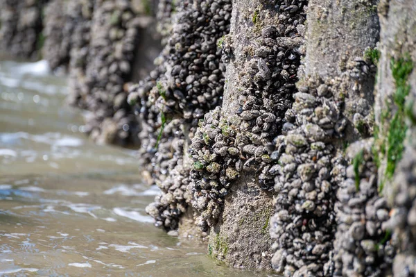 荷兰泽兰Zoutelande 一群活贻贝在低潮时生长在木杆子上的贝类 — 图库照片