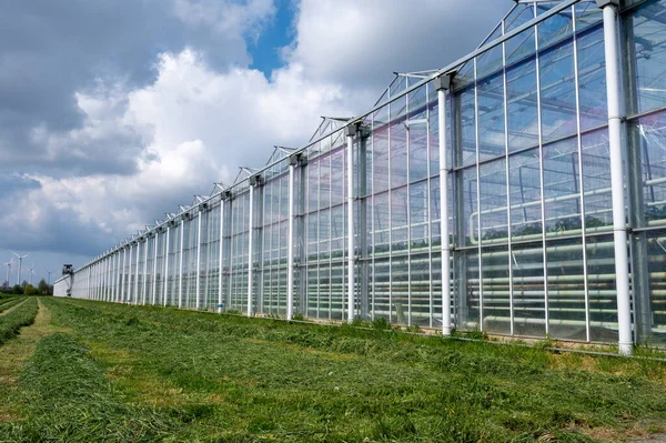 オランダの農業 有機野菜や果物の栽培に使われる大きなガラス温室 ゼーラント州の花 — ストック写真