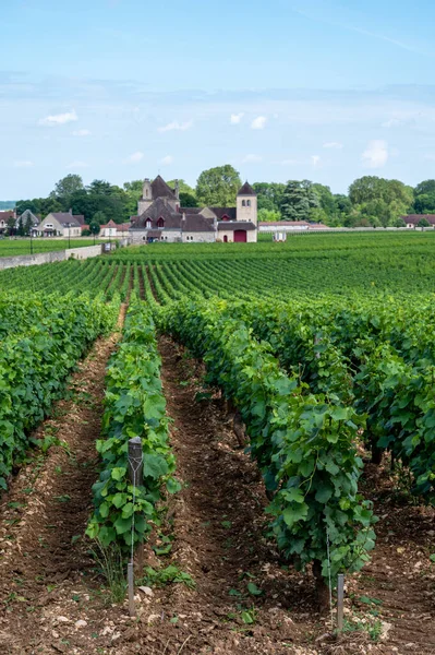 Πράσινο Τείχος Grand Cru Και Premier Cru Αμπελώνες Σειρές Από — Φωτογραφία Αρχείου