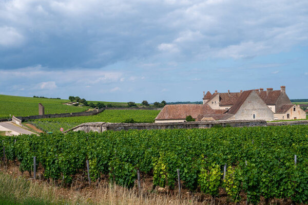 Зеленые гран-кру и первоклассные виноградники кру с рядами винограда пино нуар в Кот-де-Жанейро, производство знаменитого красного и белого вина Бургунди в регионе Бургунди на востоке Франции.