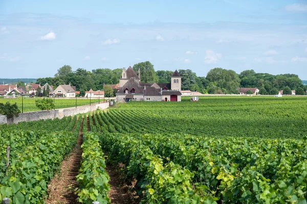 法国东部勃艮第地区著名的红 白勃艮第葡萄酒酿造而成的绿墙大葡萄干和优质葡萄干葡萄园 — 图库照片