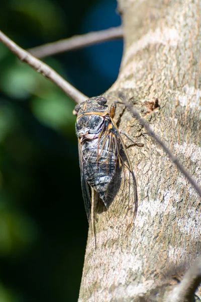 Simbolo Della Provenza Insetto Cicada Orni Adulto Siede Sull Albero — Foto Stock