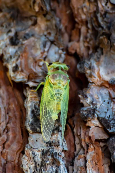 Symbole Provence Jour Jeune Cigale Verte Orni Insecte Assis Sur — Photo