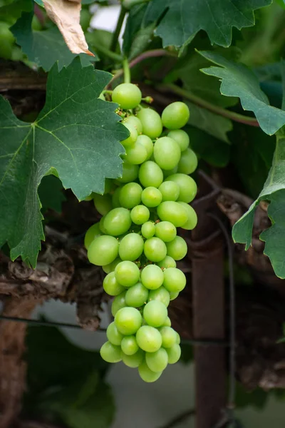 Bündel Grüner Unreifer Tafeltrauben Hängen Traubenpflanze Weinberg Aus Nächster Nähe — Stockfoto