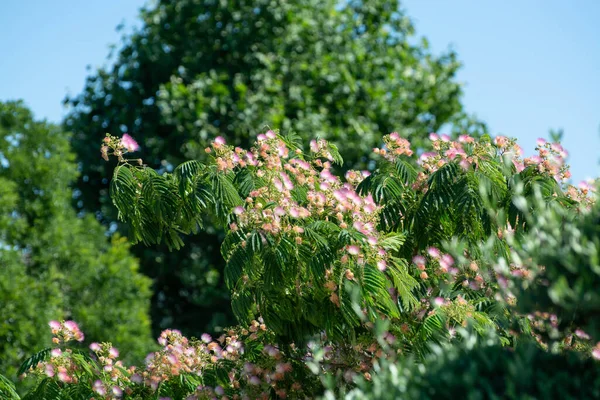 Розовый Цвет Персидского Шелка Albizia Julibrissin Летом — стоковое фото