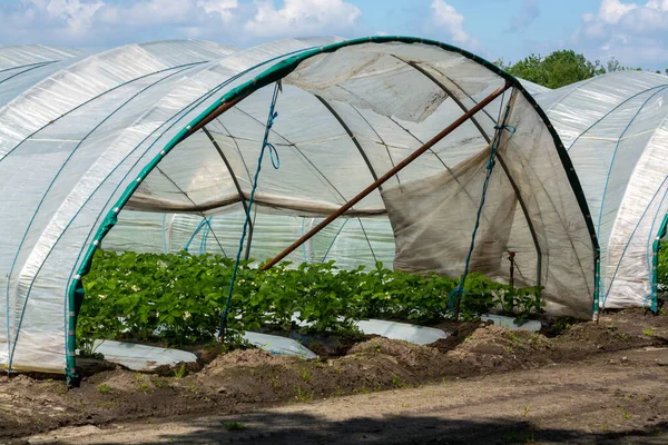 Plantaciones Plantas Fresa Flor Que Crecen Construcciones Abiertas Invernadero Cubiertas — Foto de Stock