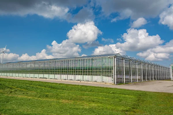 Agricultura Los Países Bajos Grandes Invernaderos Vidrio Utilizados Para Cultivo — Foto de Stock
