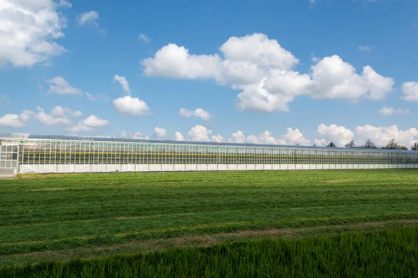 Agriculture Netherlands Big Glass Greenhouses Used Growing Organic Vegetables Fruits Stock Photo