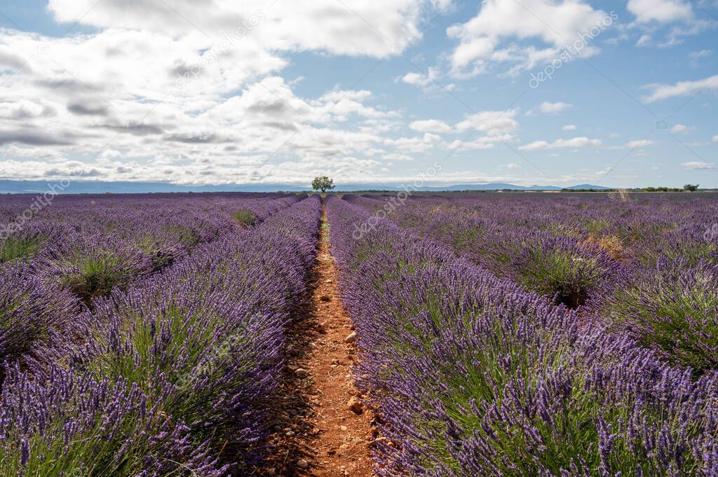 Touristic destination in South of France, colorful aromatic lavender and lavandin fields in blossom in July on plateau Valensole, Provence.