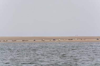 Hollanda, Zeeland 'deki Renesse plajı yakınlarındaki dalgalar sırasında sarı kumlu adada dinlenen büyük deniz fokları kolonisi.