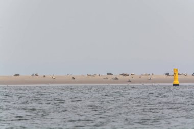 Hollanda, Zeeland 'deki Renesse plajı yakınlarındaki dalgalar sırasında sarı kumlu adada dinlenen büyük deniz fokları kolonisi.