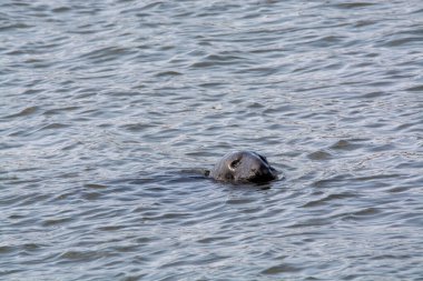 Kuzey Denizi, Zeeland, Hollanda, Renesse Sahili yakınlarında, soğuk deniz suyunda yüzen deniz foklarının başı.