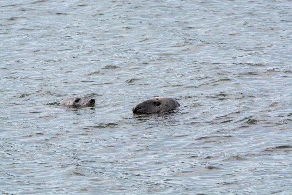 Seehundköpfe Schwimmen Kaltem Meerwasser Der Nähe Des Strandes Von Renesse — Stockfoto