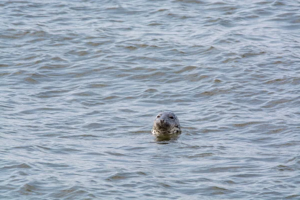 ゼーラント州 オランダのレンセスビーチ近くの冷たい海の水で海のシール水泳の頭 — ストック写真